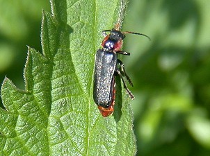 Zwartsoldaatje260503